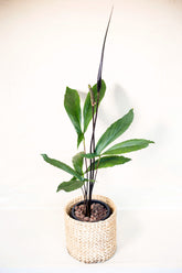 Cyrtosperma hambalii